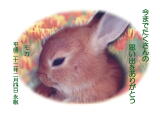 モカちゃんのメモリアル写真　ペット葬儀日：２０１０年２月５日　千葉県よりご依頼